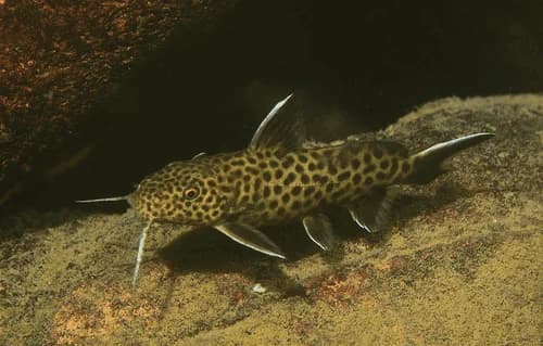 Syn. Petricola Catfish, a community leaning 4 inch aquarium species for 30+ gallon tanks