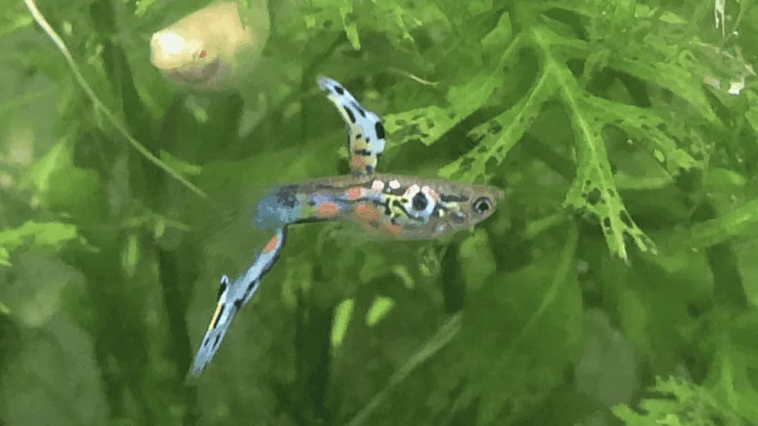 Tequila Sunrise Guppy, a flashy 2 inch aquarium species for 10+ gallon tanks