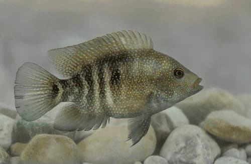 Texas Cichlid, a territorial 12 inch aquarium species for 75+ gallon tanks