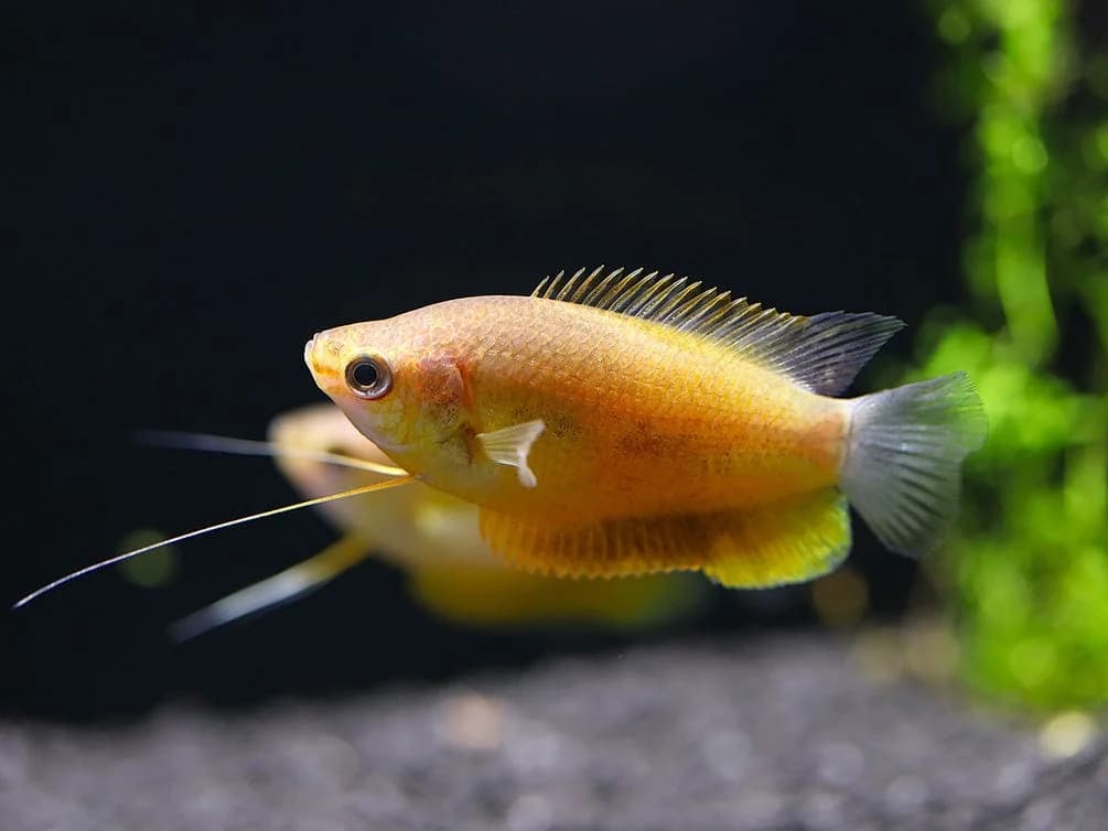 Thick-lipped Gourami, a community leaning 3.5 inch aquarium species for 30+ gallon tanks