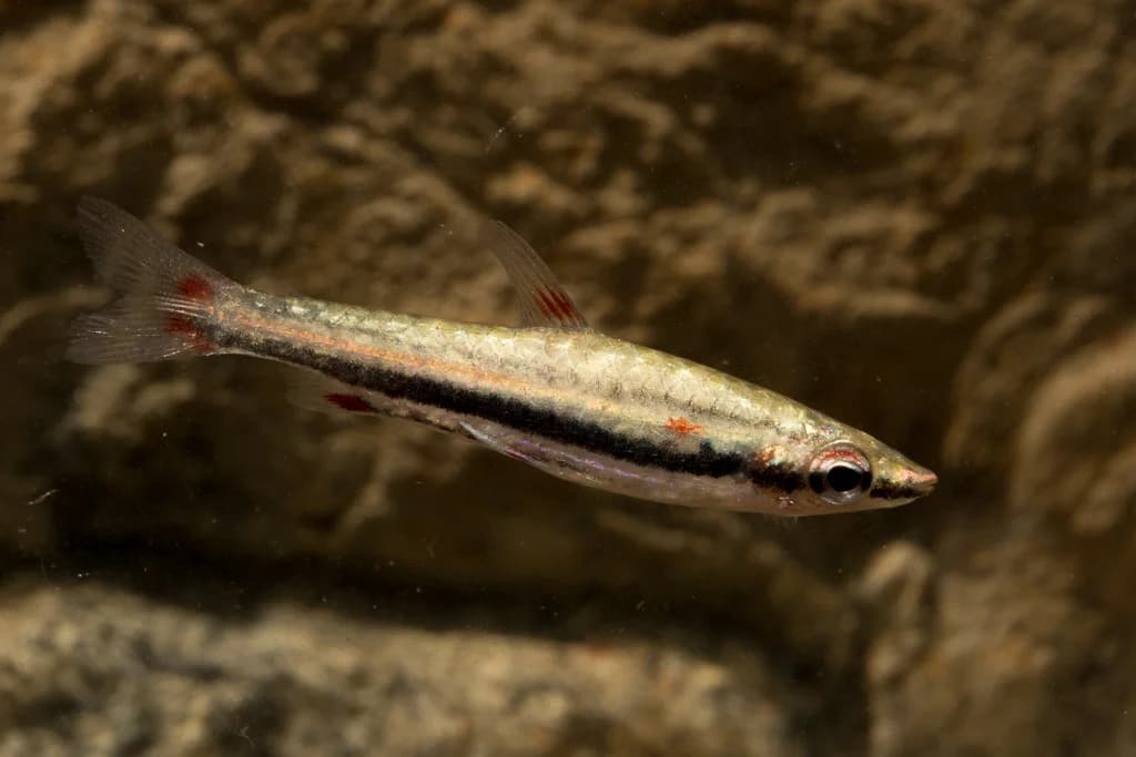 Three-lined Pencilfish, a community leaning 2.2 inch aquarium species for 20+ gallon tanks