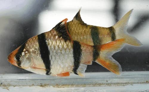 Tiger Barb, a fin-nipper 3 inch aquarium species for 30+ gallon tanks