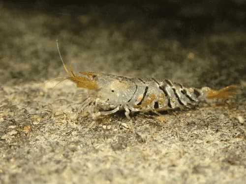 Tiger Shrimp, a community leaning 1.2 inch aquarium species for 10+ gallon tanks