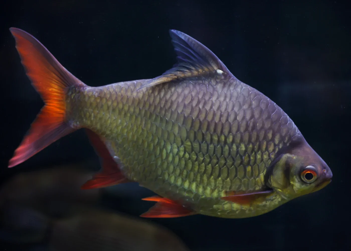 Tinfoil Barb