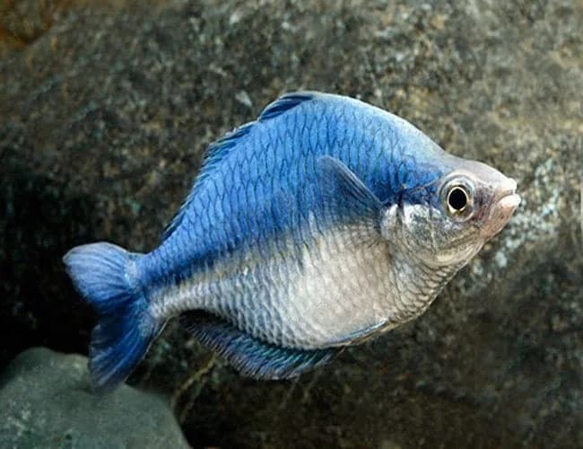 Turquoise Rainbowfish
