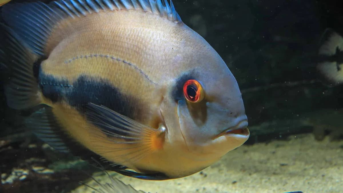 Uaru Cichlid