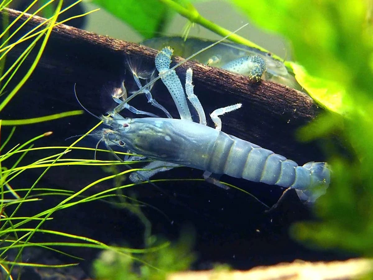 Vampire Shrimp, a community leaning 5 inch aquarium species for 30+ gallon tanks