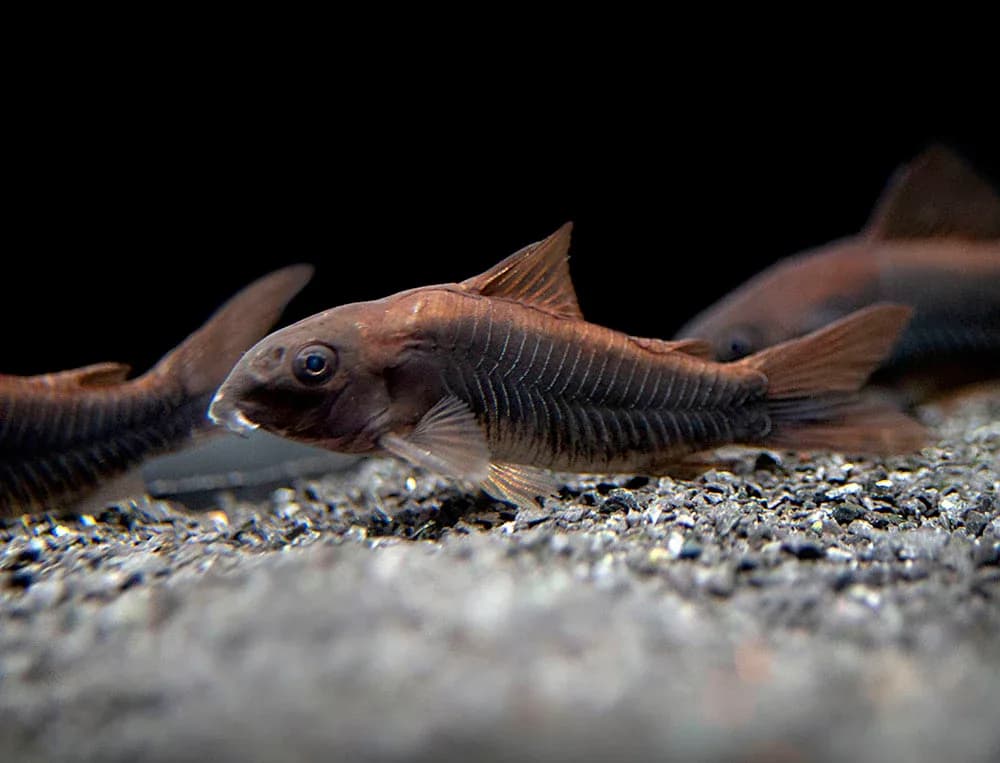 Venezuelan Black Cory Catfish, a community leaning 2.5 inch aquarium species for 20+ gallon tanks