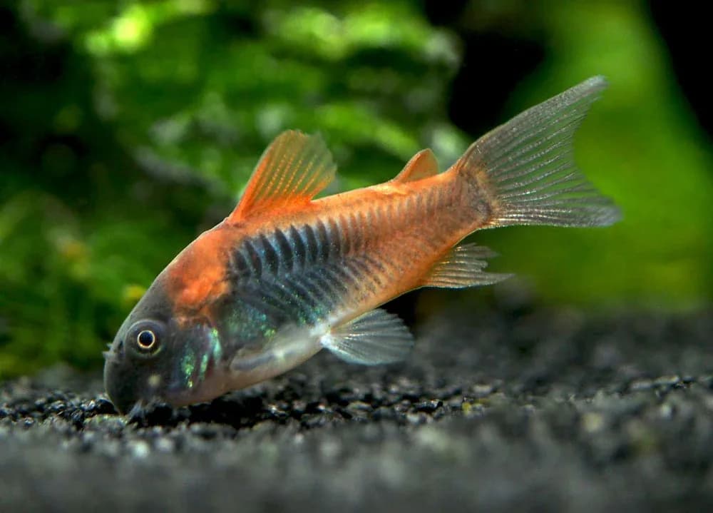 Venezuelan Orange Cory Catfish, a community leaning 2.5 inch aquarium species for 20+ gallon tanks