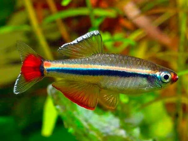 Vietnamese Cardinal Minnow, a community leaning 1.2 inch aquarium species for 15+ gallon tanks