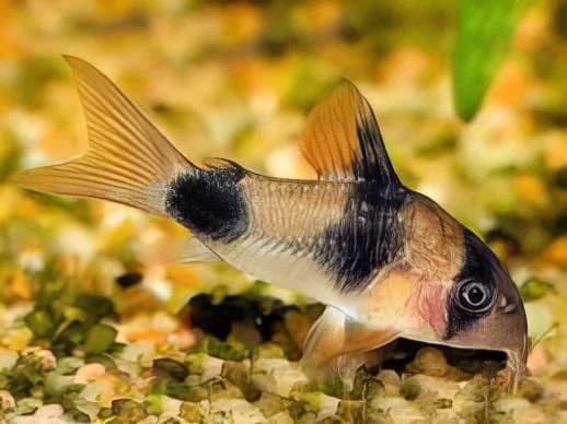 Weitzmani Cory Catfish, a community leaning 2 inch aquarium species for 20+ gallon tanks