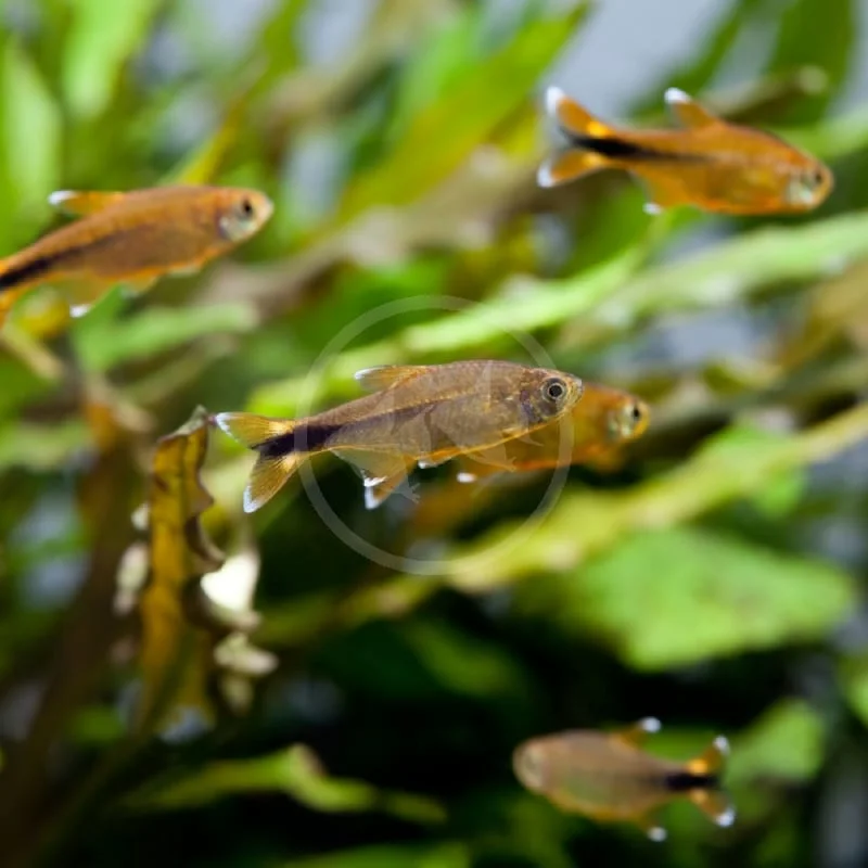 White Tip Tetra, a community leaning 1.8 inch aquarium species for 20+ gallon tanks