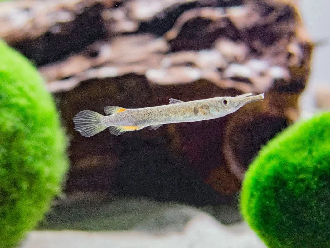 Wrestling Halfbeak, a community leaning 3 inch aquarium species for 20+ gallon tanks
