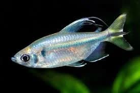 Yellow Congo Tetra