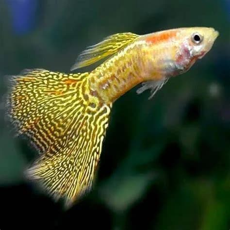 Yellow Snakeskin Endler Guppy, a flashy 1.3 inch aquarium species for 10+ gallon tanks