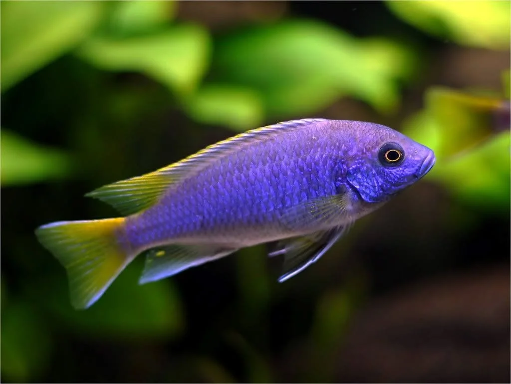 Yellow Tail Acei Cichlid, a territorial 6 inch aquarium species for 55+ gallon tanks