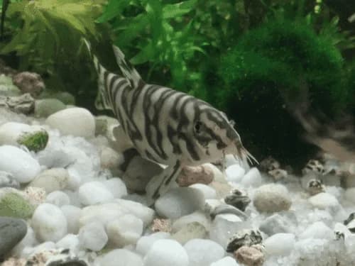 YoYo Loach, a community leaning 6 inch aquarium species for 55+ gallon tanks