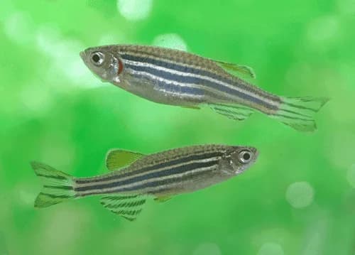 Zebra Danio, a community leaning 2.3 inch aquarium species for 20+ gallon tanks