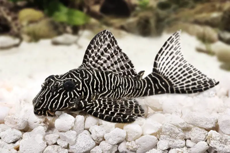 Zebra Pleco, a community leaning 4 inch aquarium species for 30+ gallon tanks