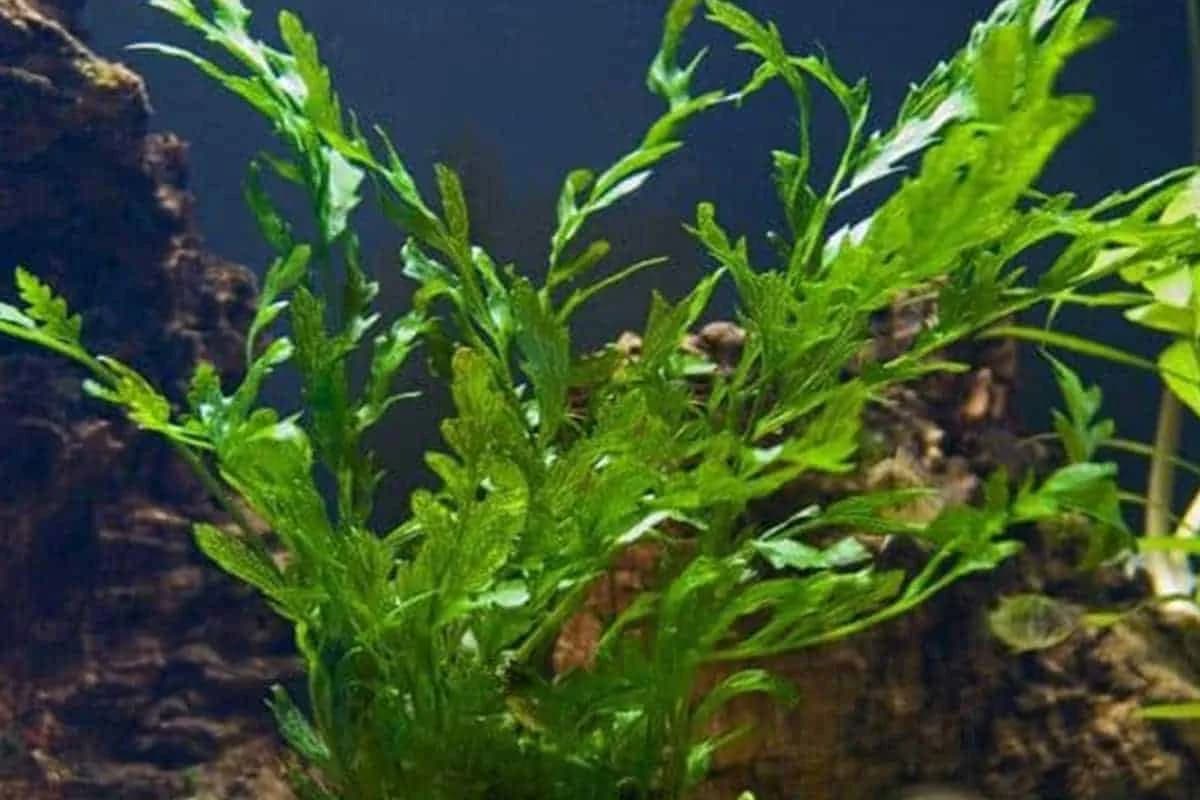 African Hygro aquarium plant