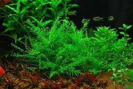African Water Fern aquarium plant