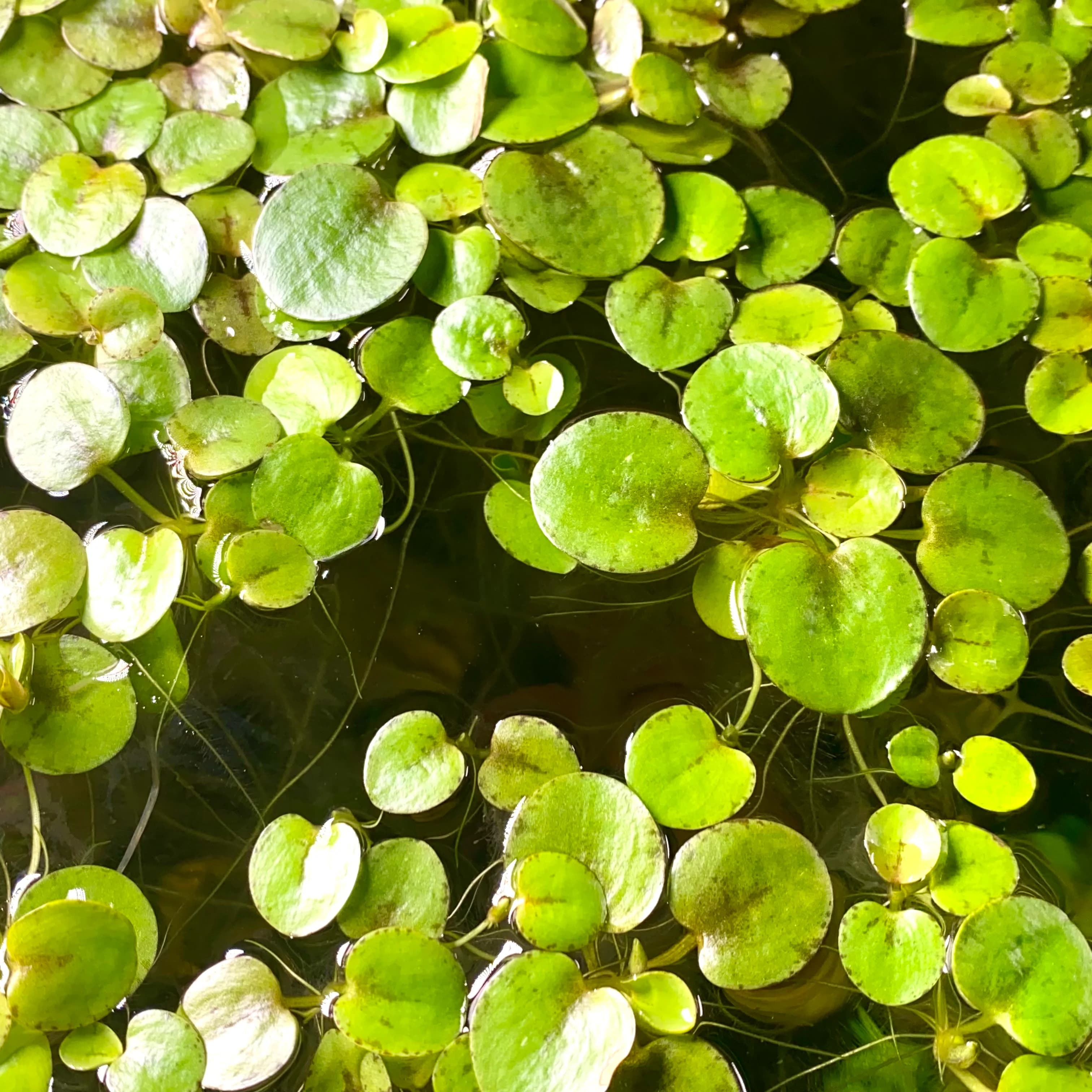 Amazon Frogbit aquarium plant