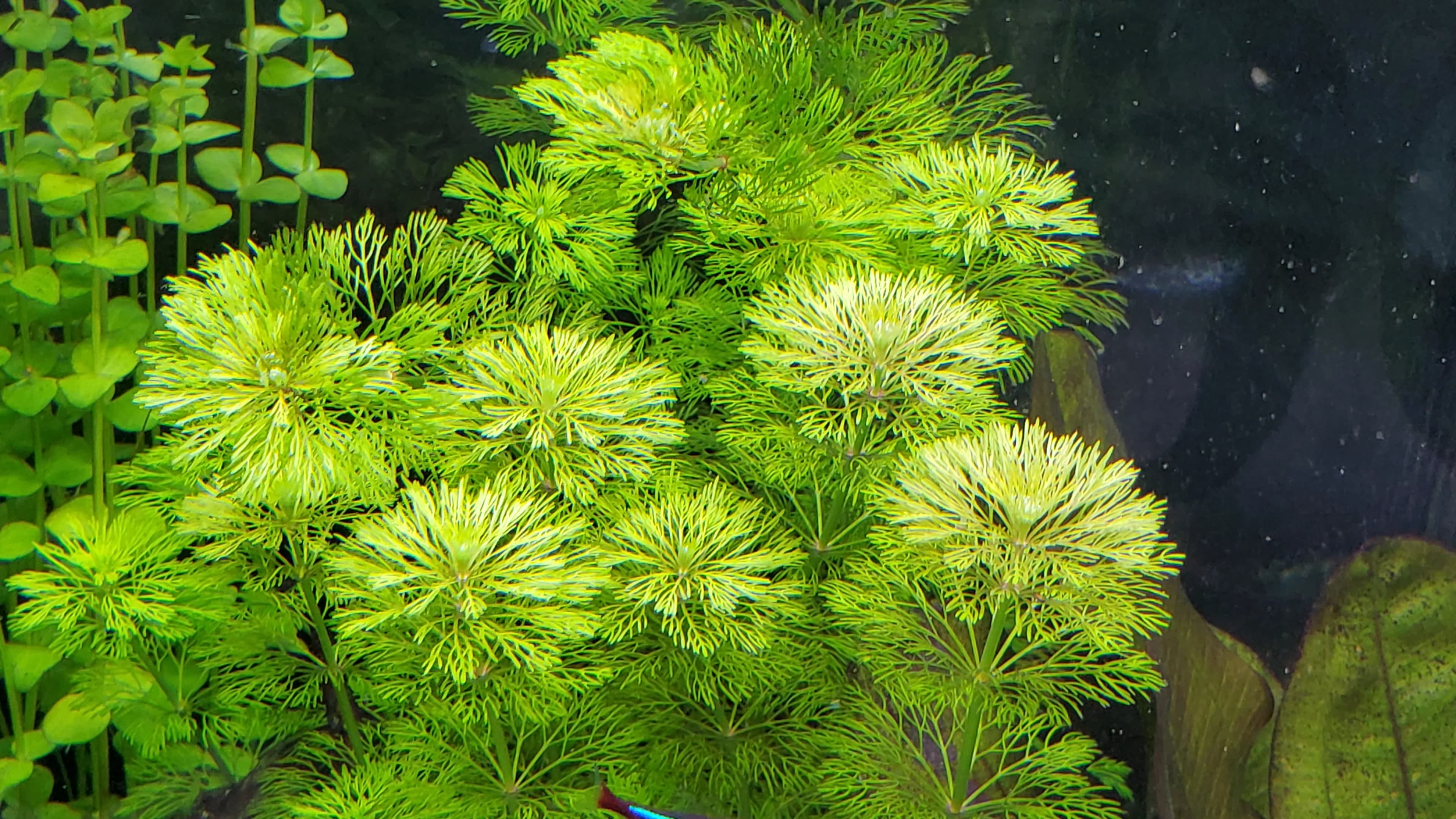 Ambulia aquarium plant
