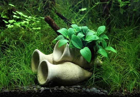 Anubias Bonsai aquarium plant