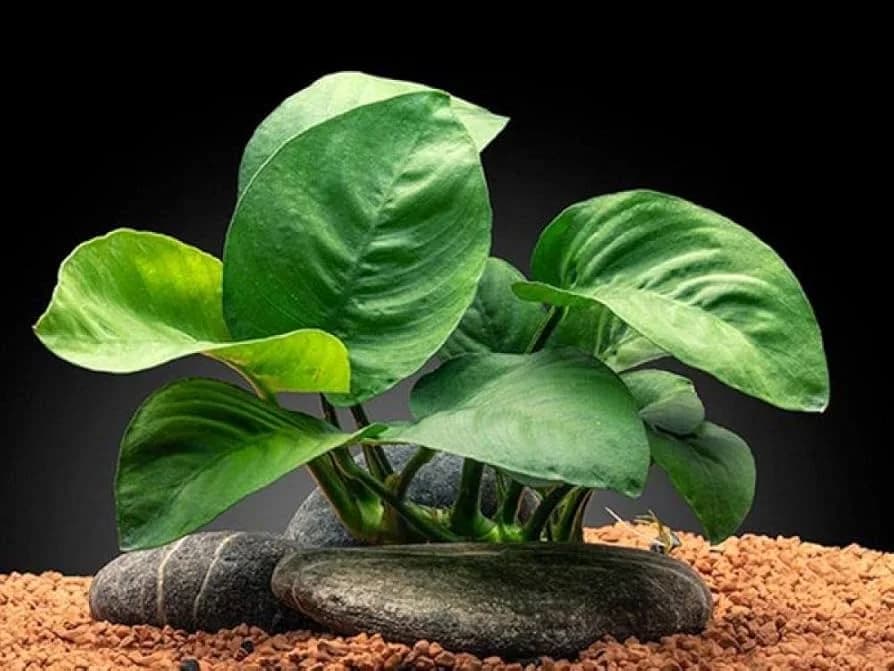 Anubias Butterfly aquarium plant