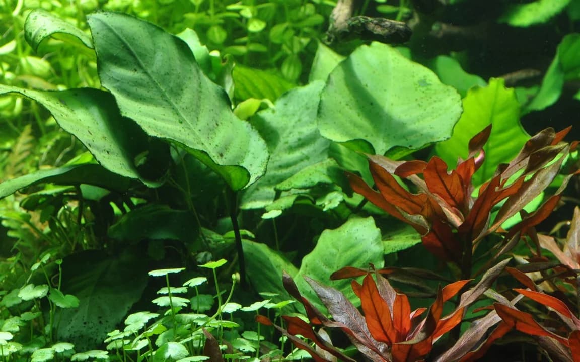 Anubias Caladiifolia aquarium plant