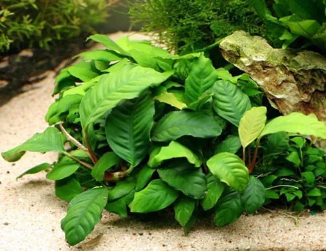 Anubias Coffeefolia aquarium plant