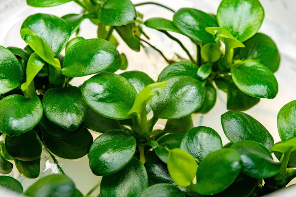Anubias Mini Coin aquarium plant