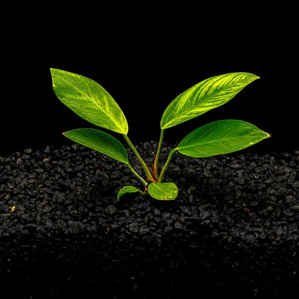 Anubias Mini Congensis aquarium plant