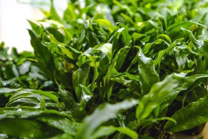 Anubias Minima aquarium plant