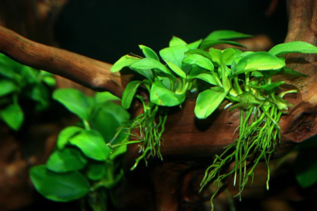 Anubias Nana aquarium plant