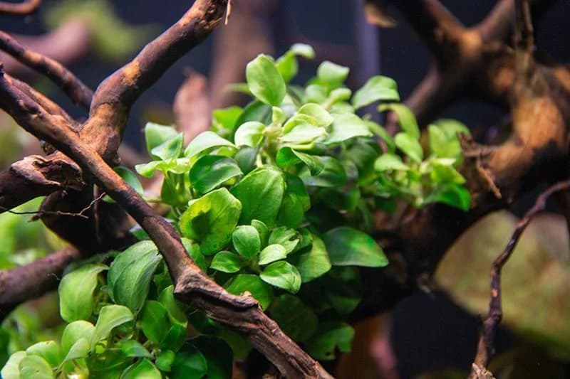 Anubias Nana Petite aquarium plant