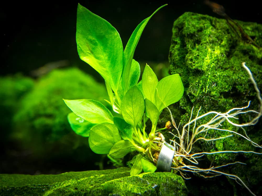Anubias Nangi aquarium plant