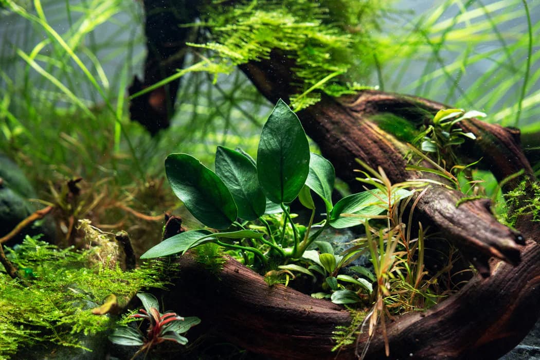 Anubias Peacock aquarium plant