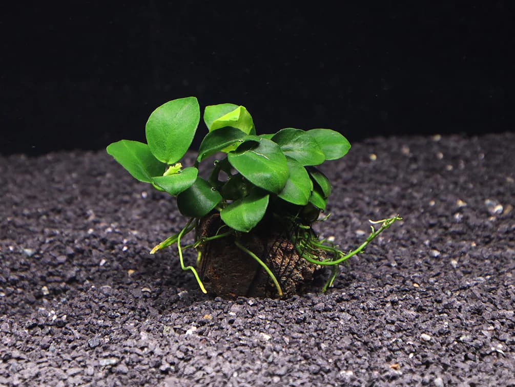 Anubias Petite Round aquarium plant