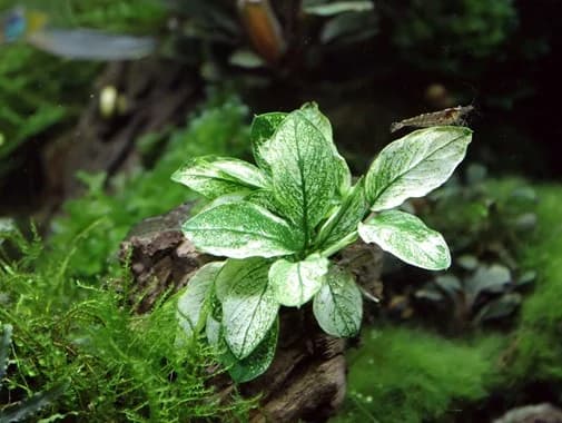 Anubias Pinto aquarium plant
