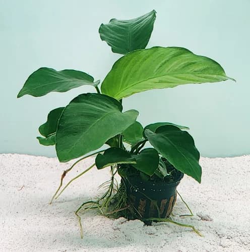 Anubias Supernova aquarium plant