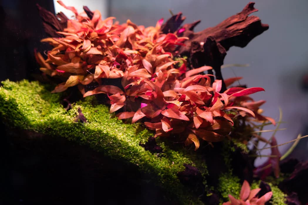 AR Mini aquarium plant
