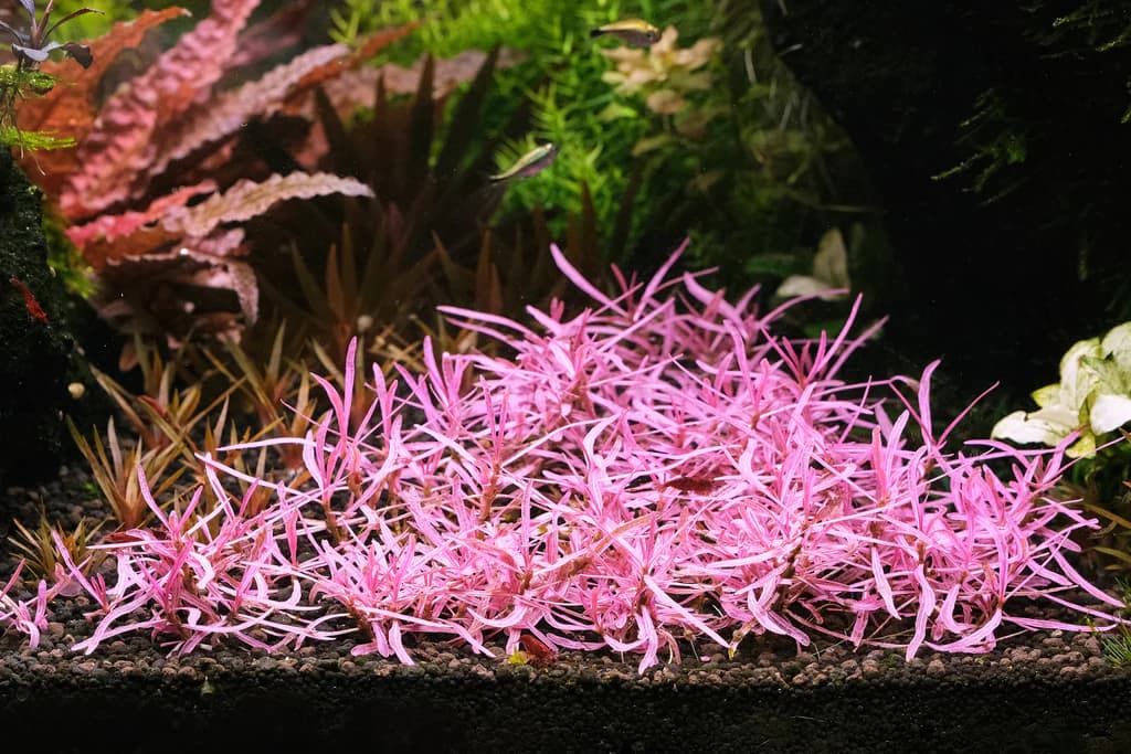 Araguaia Hygrophila aquarium plant