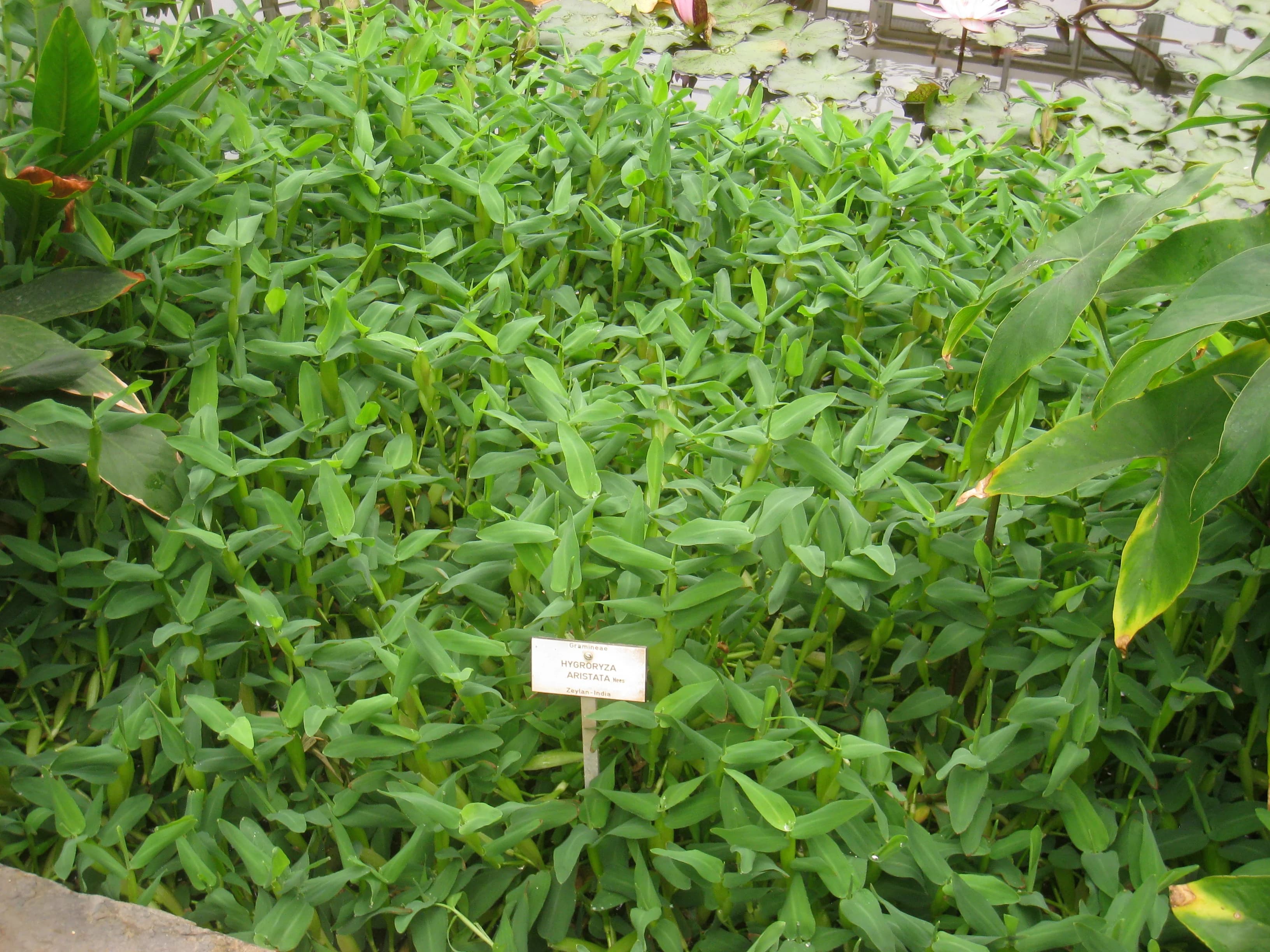 Asian Watergrass aquarium plant
