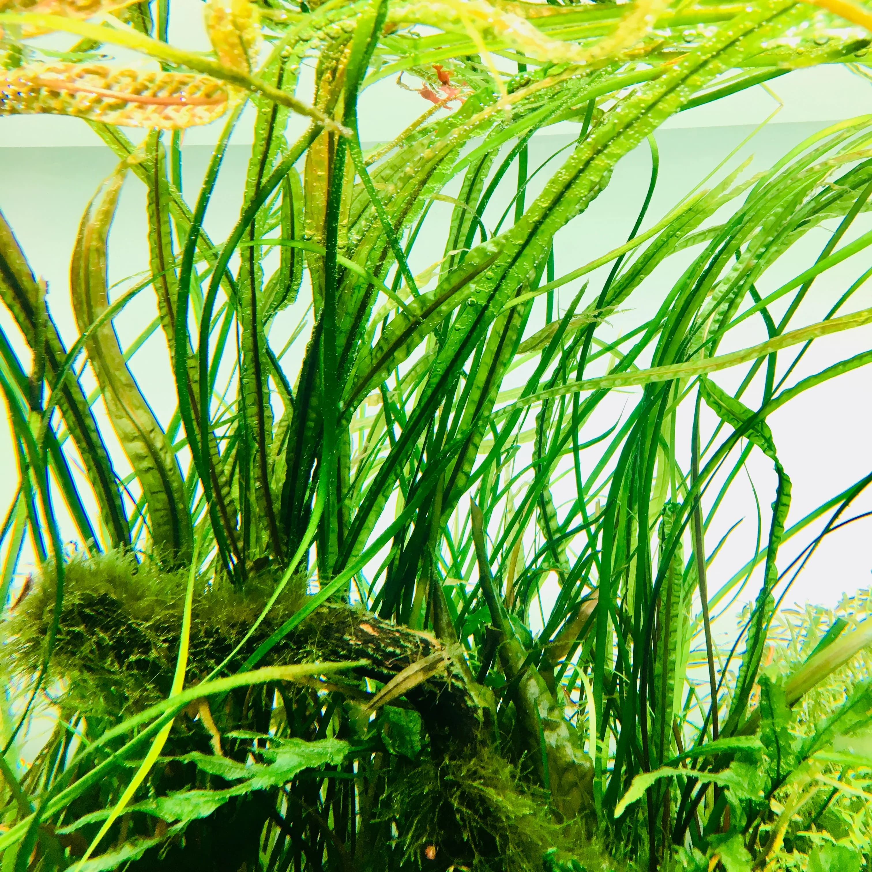 Balansae Crypt aquarium plant
