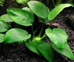 Barteri Anubias aquarium plant