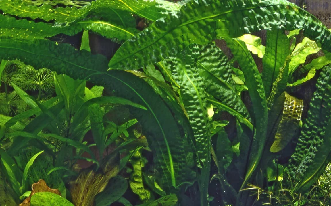Boivinianus Aponogeton aquarium plant