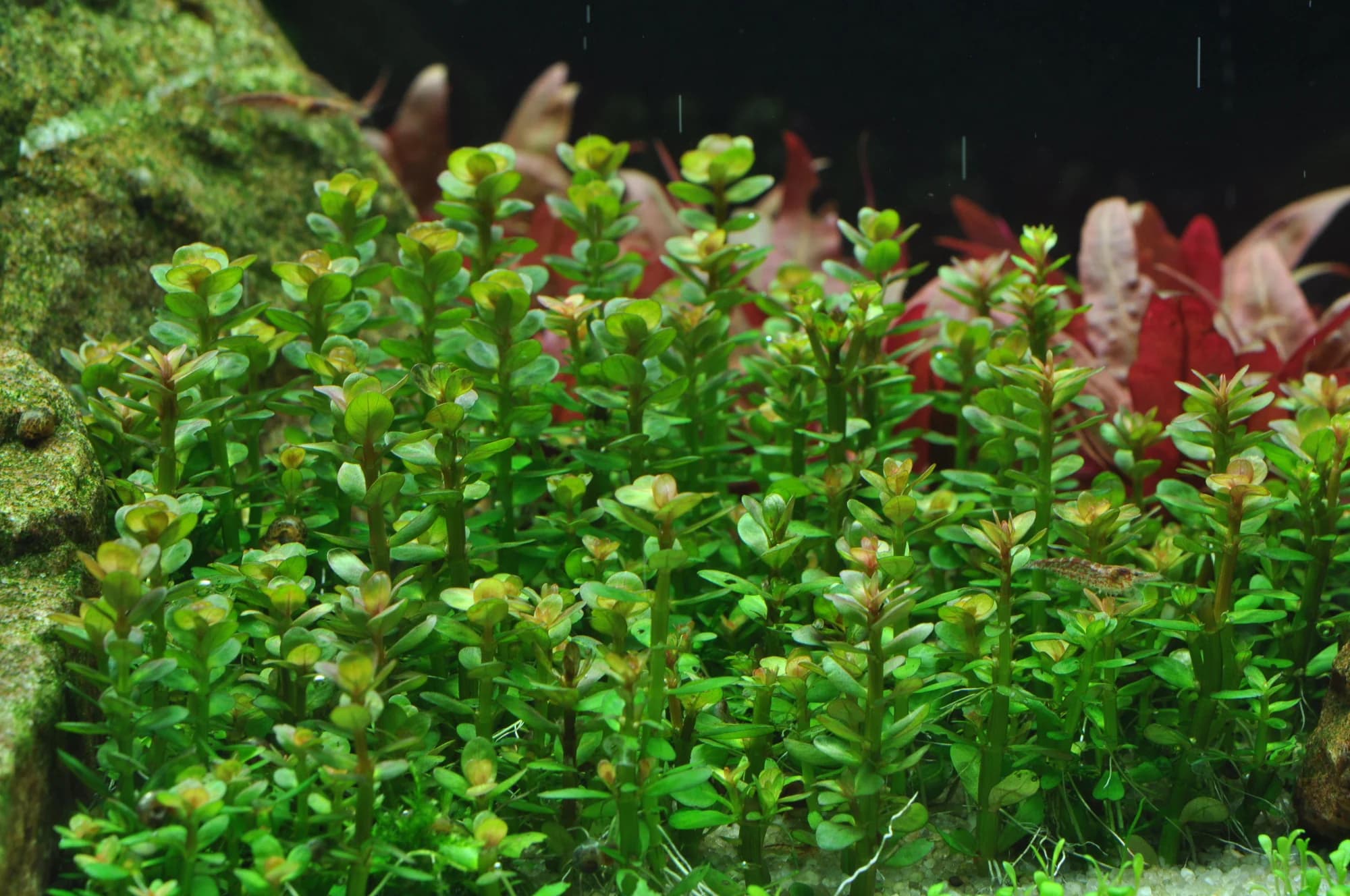 Bonsai Rotala aquarium plant