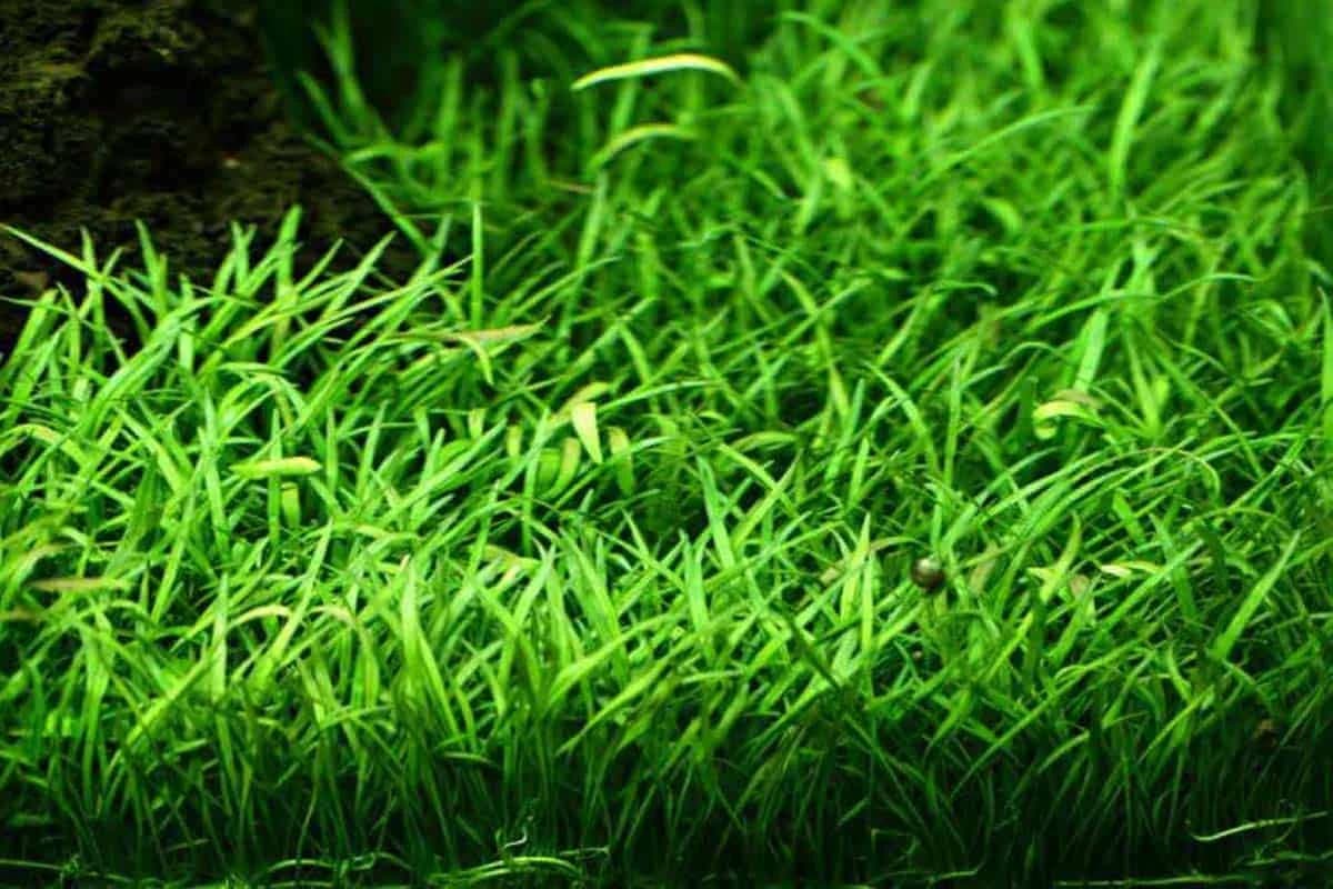 Brazilian Micro Sword aquarium plant