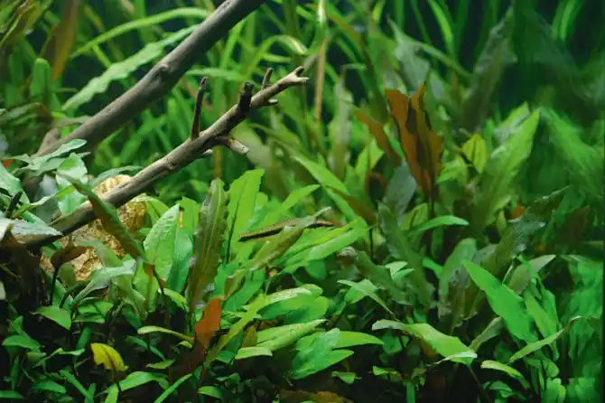 Broad Leaf Crypt aquarium plant